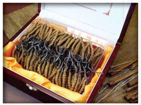 抱罗镇冬虫夏草回收